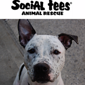 Social Tees Animal Rescue